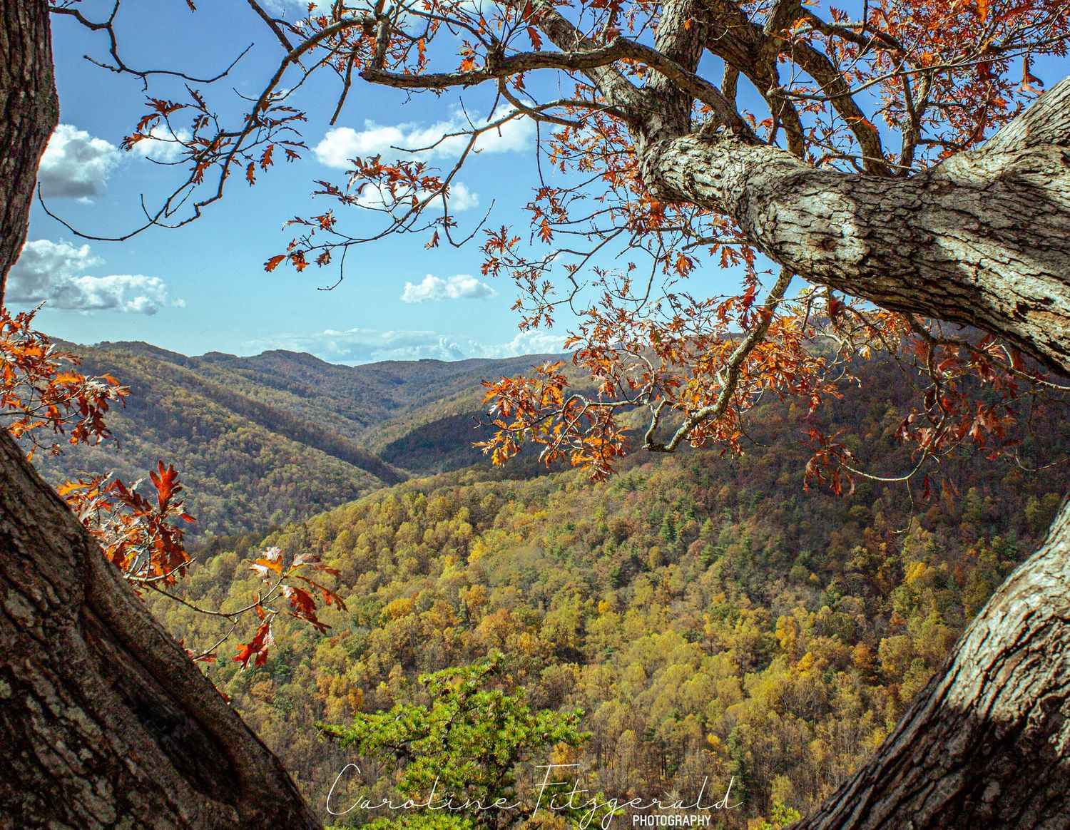 Fall foliage frames scenic mountain vista with colorful autumn trees covering rolling hills.