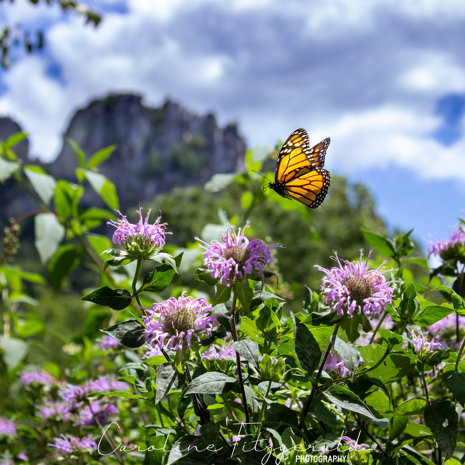 Monarch butterflies hover over pink wildflowers against a backdrop of mountain cliffs and blue sky.