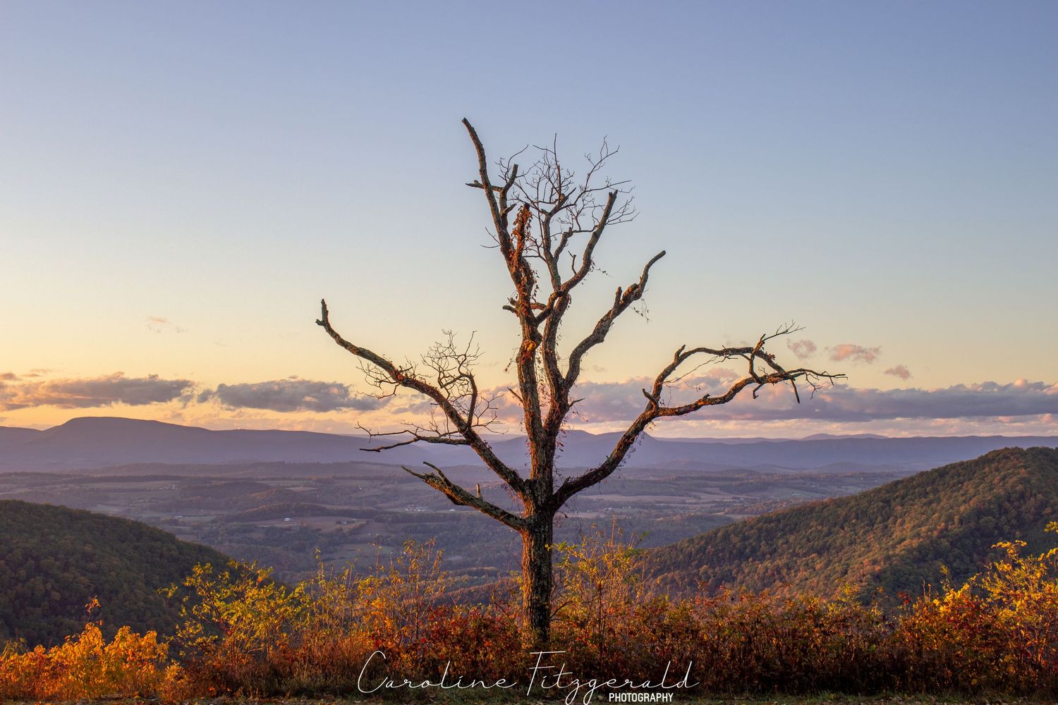 Panoramic mountain landscape at sunset with silhouetted bare tree branches against an orange sky.