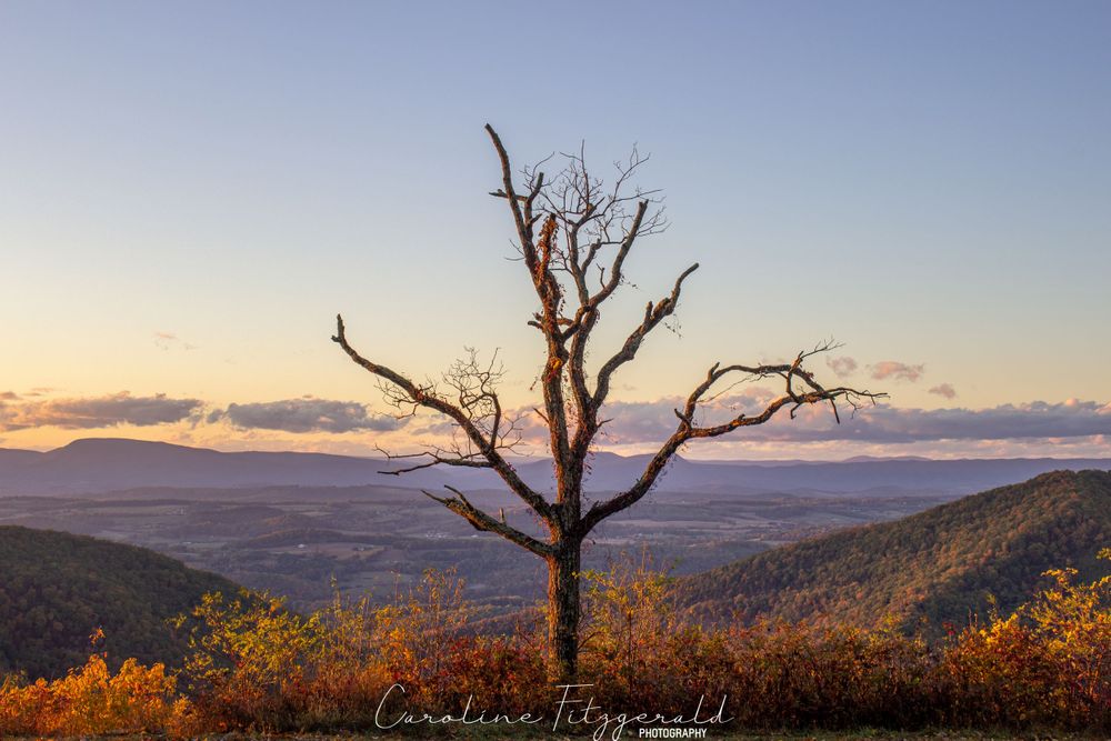 Panoramic mountain landscape at sunset with silhouetted bare tree branches against an orange sky.