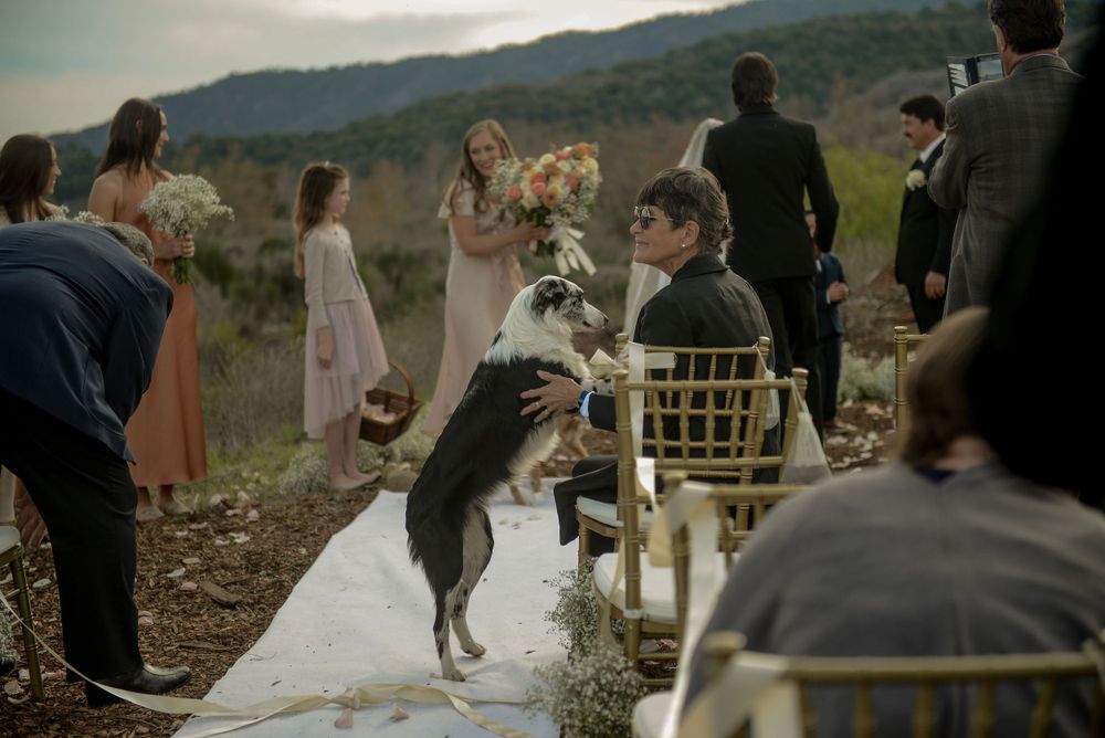 Ojai Valley Inn Wedding photograph. Bridal portraits, Ventura County Couple in wedding, Ojai Wedding portraits, dogs