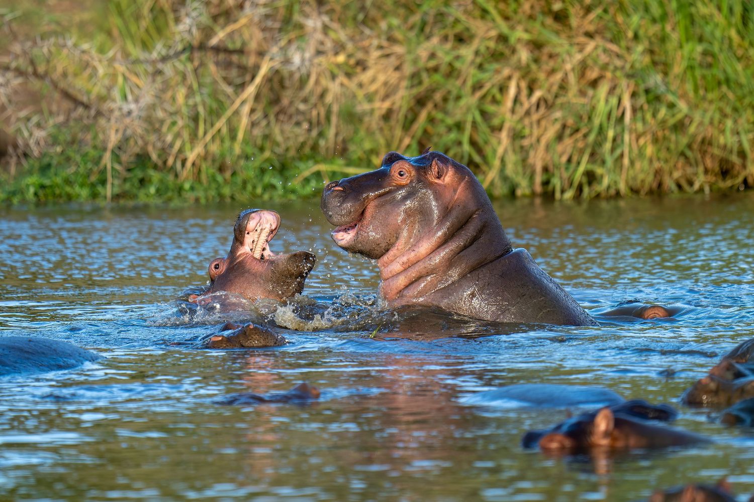 Hippos play and splash in the water, showing their open mouths.