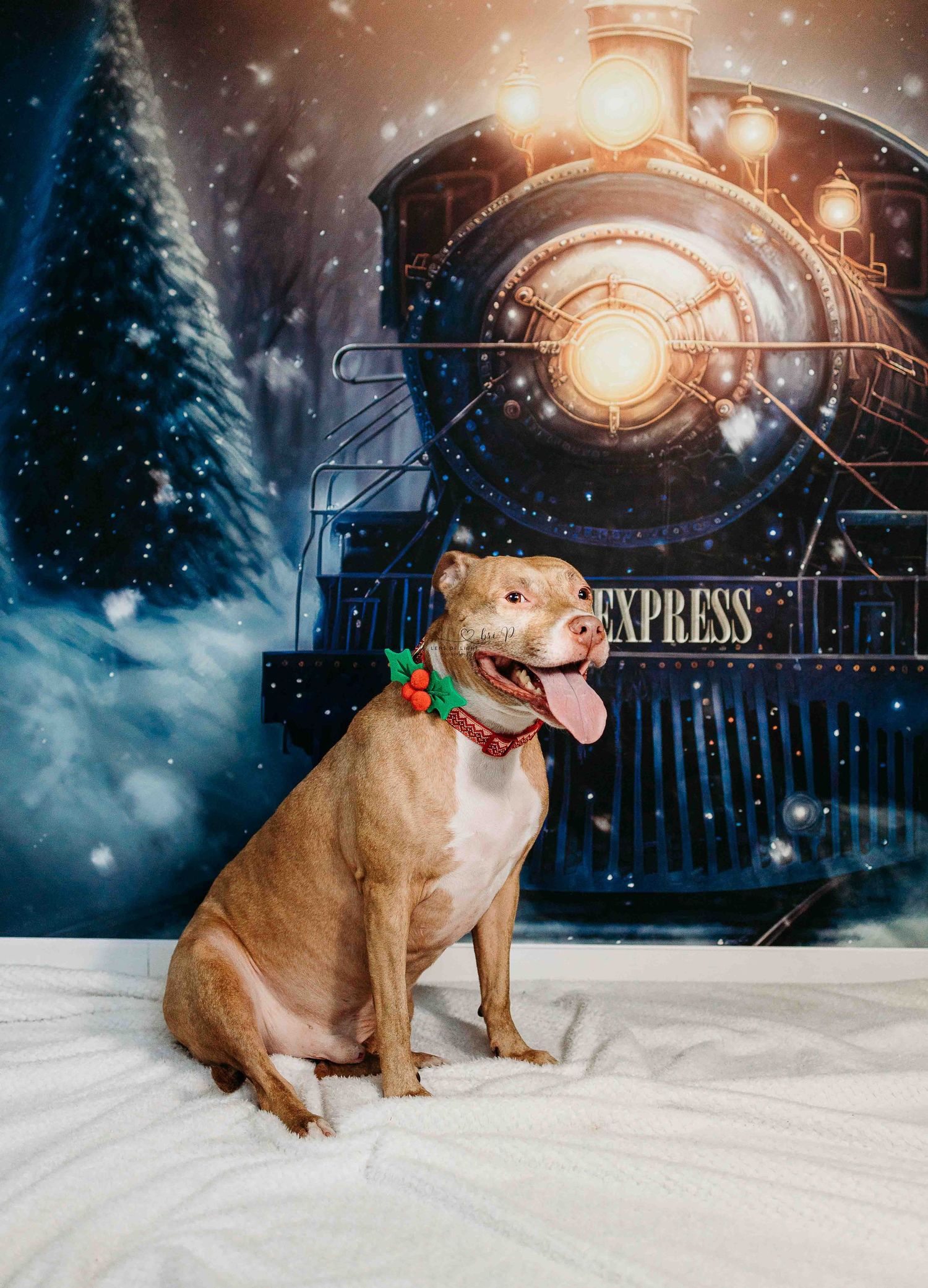 A brown pit bull dog sits in front of a winter train scene backdrop with glowing lights.