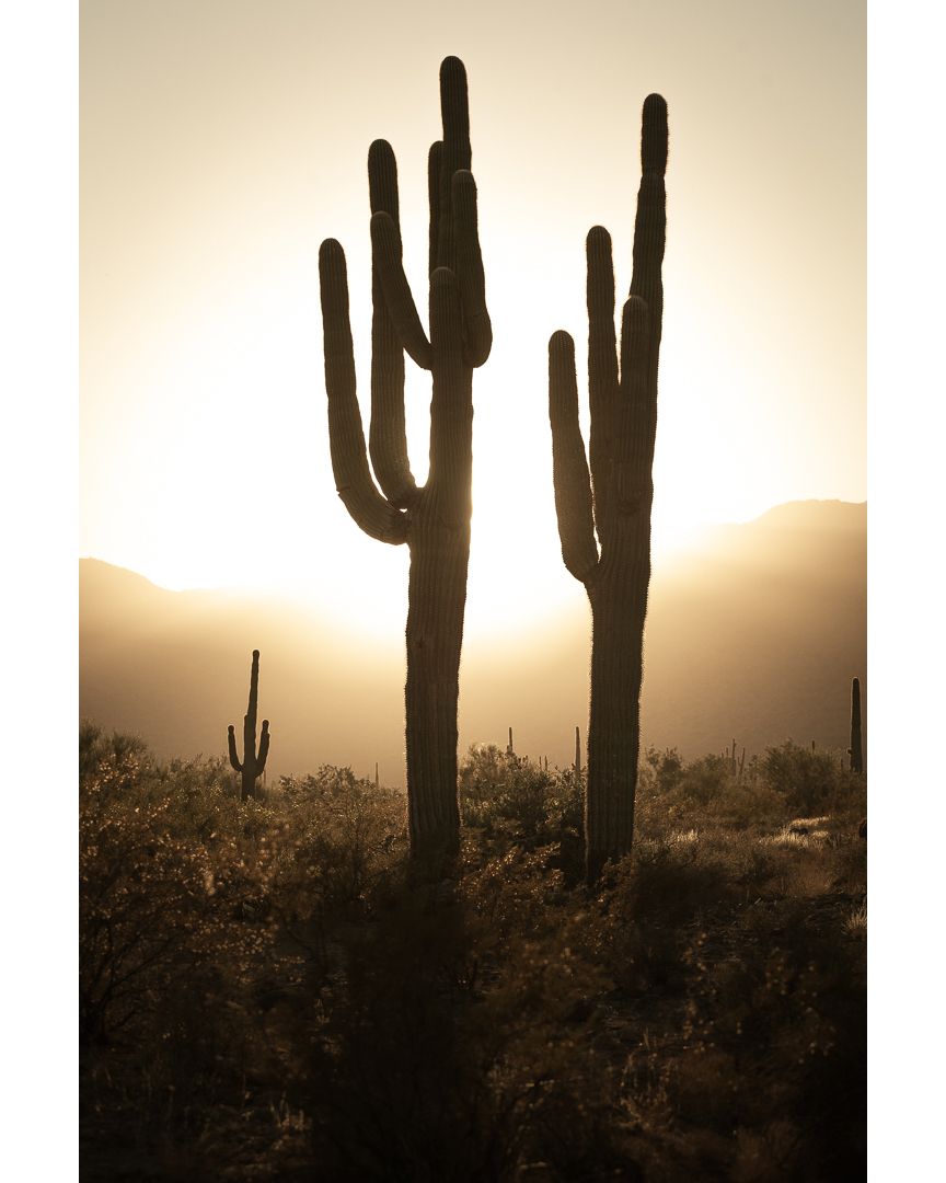 A warm sunset backlights a pair of saguaro in the Sonoran Desert near the White Tank Mountains in Phoenix, Arizona