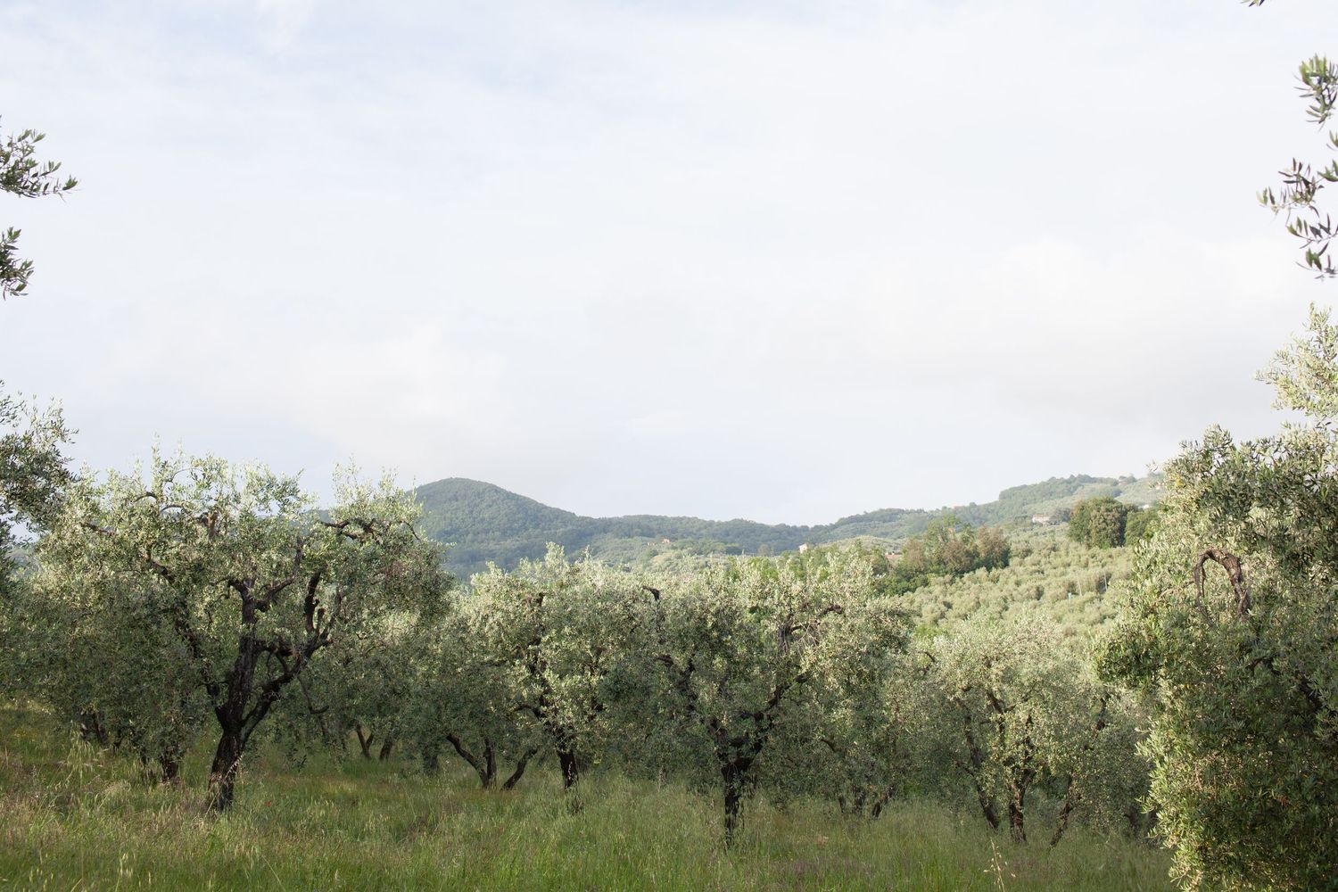 Peaceful olive grove with scattered trees on rolling hills under cloudy sky.