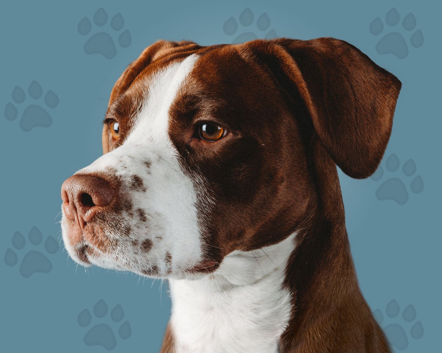 Metro Detroit Pet Photographer captures Studio portrait of pitbull springer spaniel dog michigan
