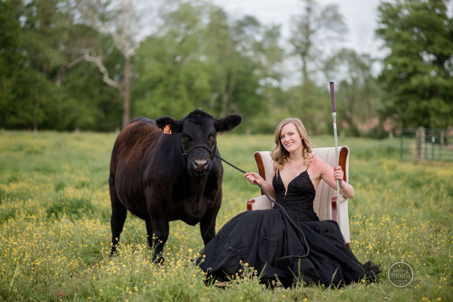 Woman in black evening gown poses with show cow and display stick in blooming spring meadow.