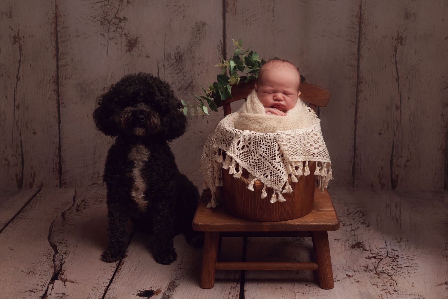 A black poodle sits next to a small wooden stool with a baby wrapped in a lace blanket during a studio photo session.