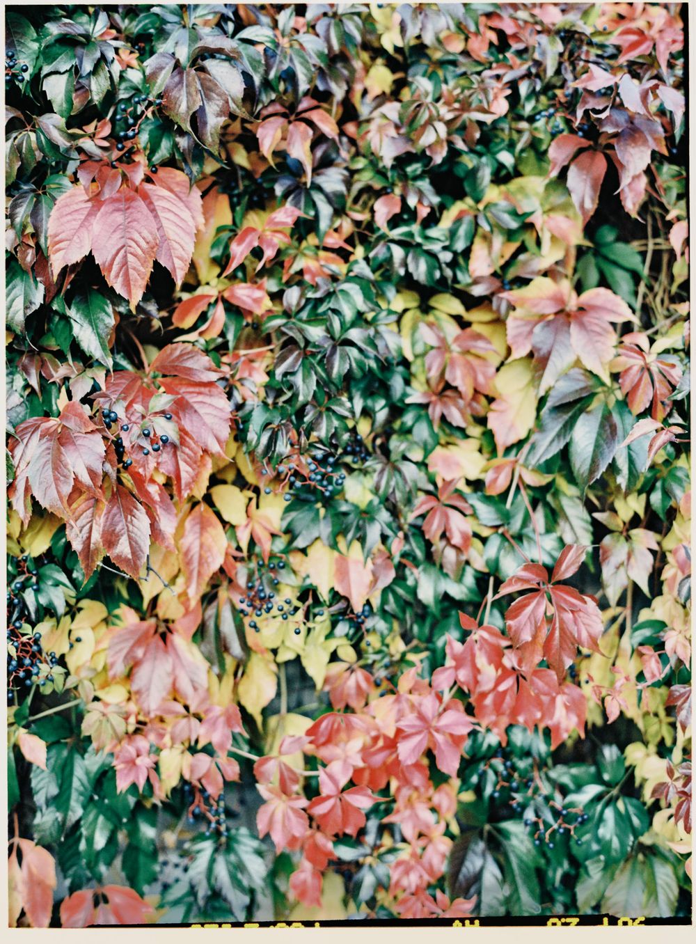 Colorful autumn ivy leaves covering a wall with shades of red, green and yellow.