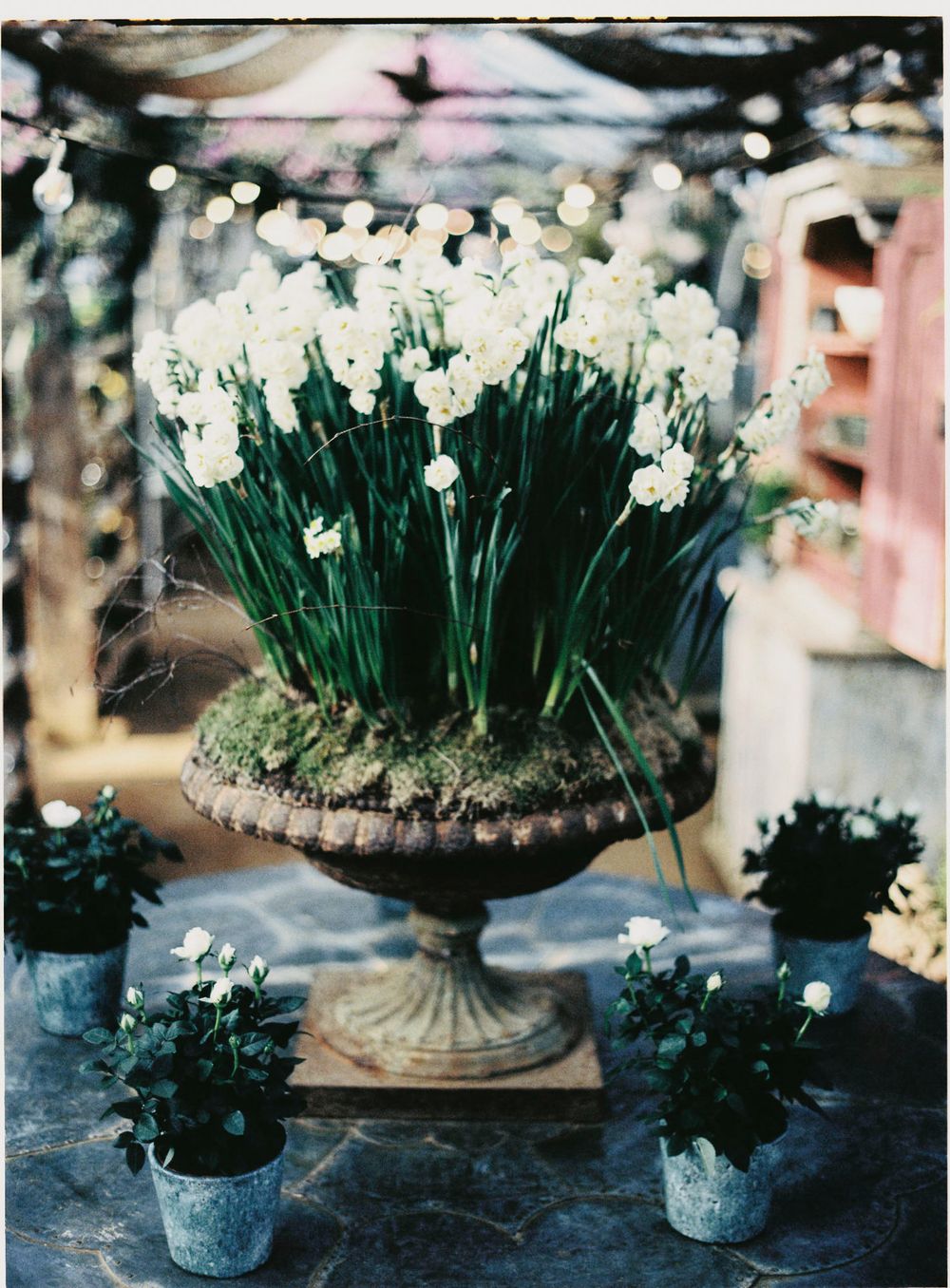 White paperwhite flowers arranged in vintage metal urns against a dark background.