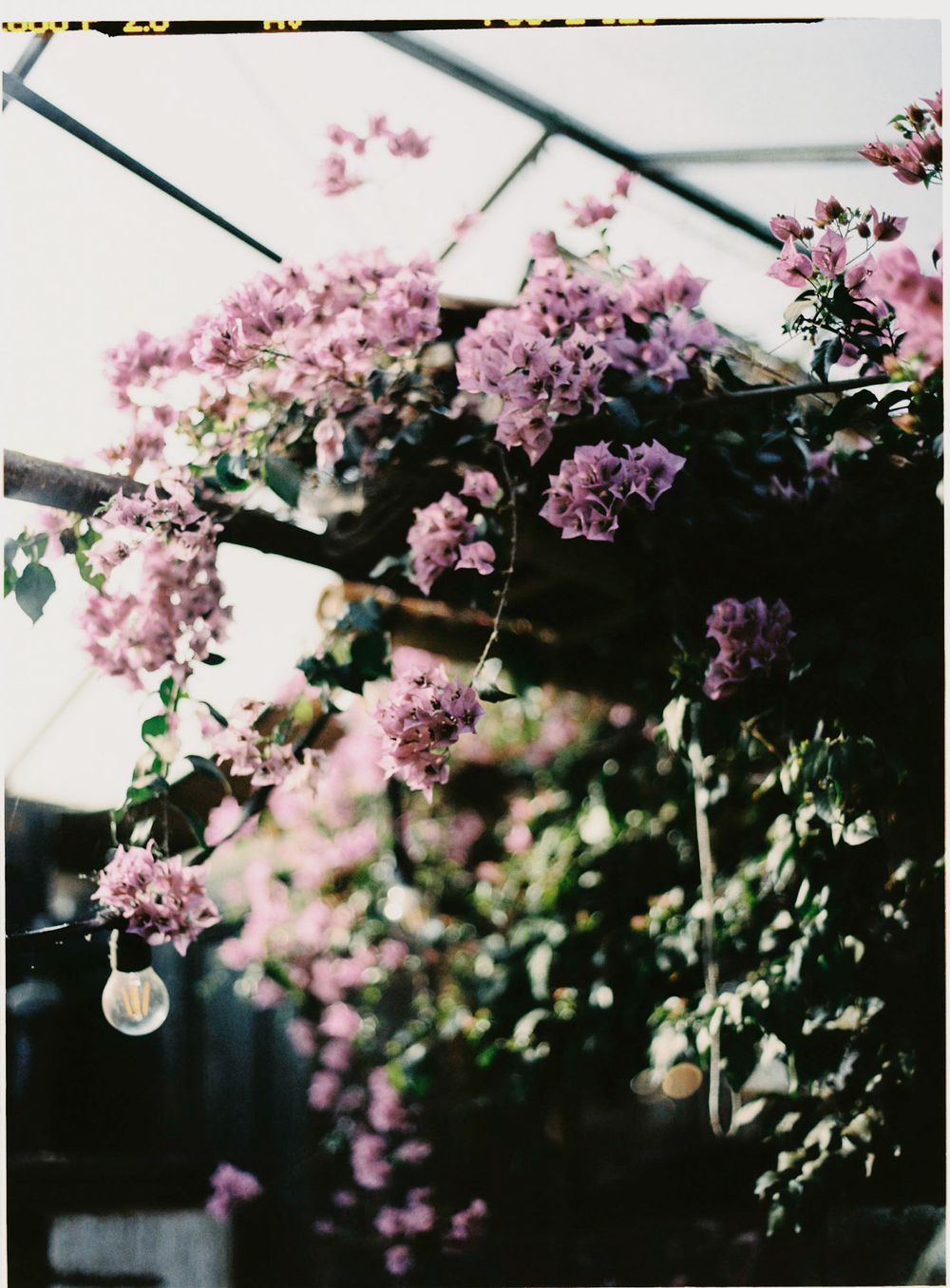Pink flowering branches with hanging glass orbs creating a romantic overhead display.