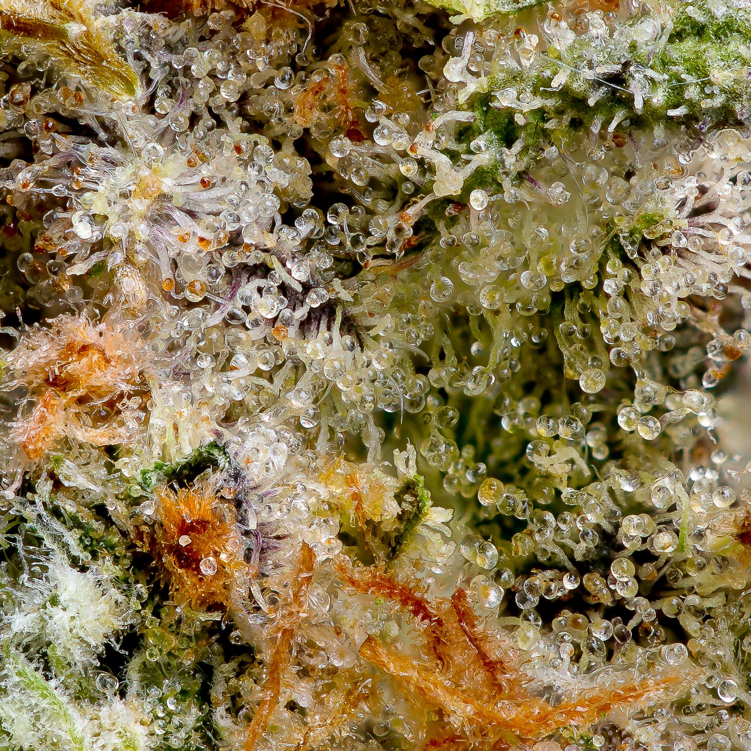 CannaPrints.ca | Fine Art Cannabis Prints and Custom Wall Art