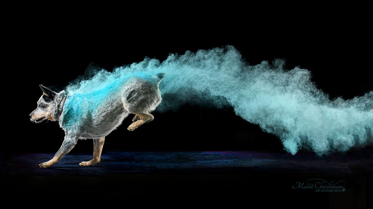 Dog running through blue powder creating artistic motion trail against black background.
