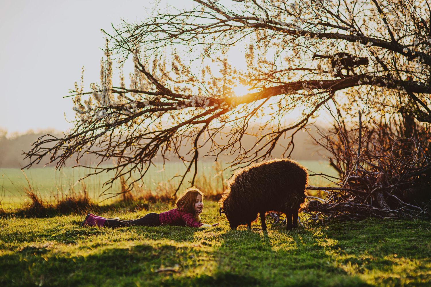 Golden sunset illuminates silhouettes of cows grazing in a pastoral field with bare tree branches overhead.