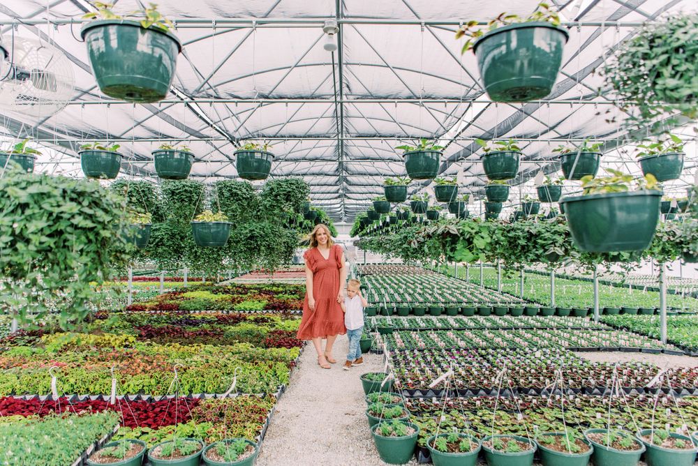 Greenhouse interior with rows of potted plants and hanging baskets under a translucent roof structure.