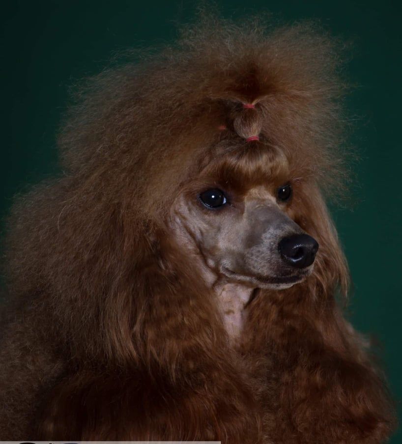 cinnamon miniature poodle