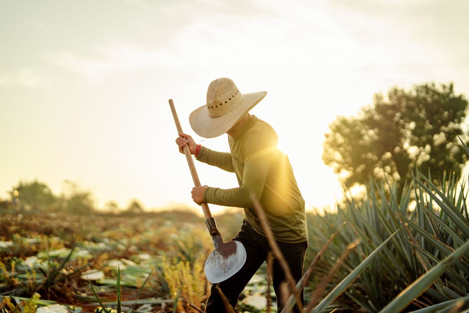 Silhouettes of farmers working in fields at sunset wearing cowboy hats.