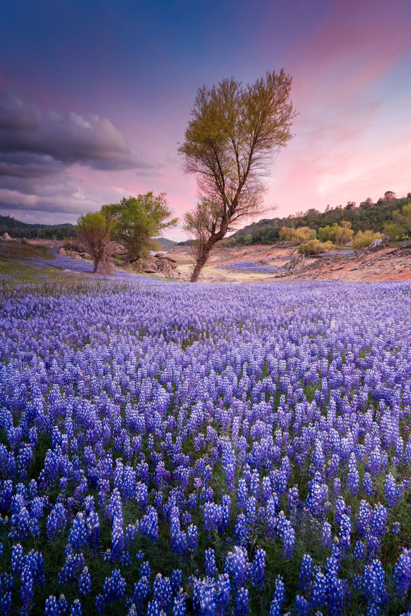 A field of vibrant purple lupine flowers stretches beneath a lone tree at sunset with pink and purple sky.