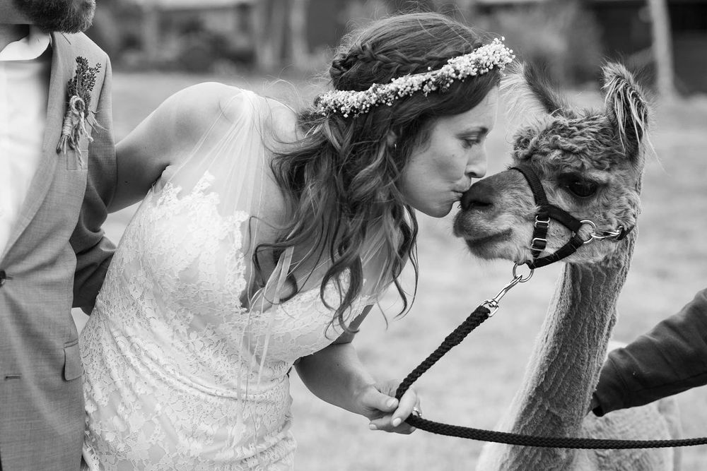 bride kissing alpaca