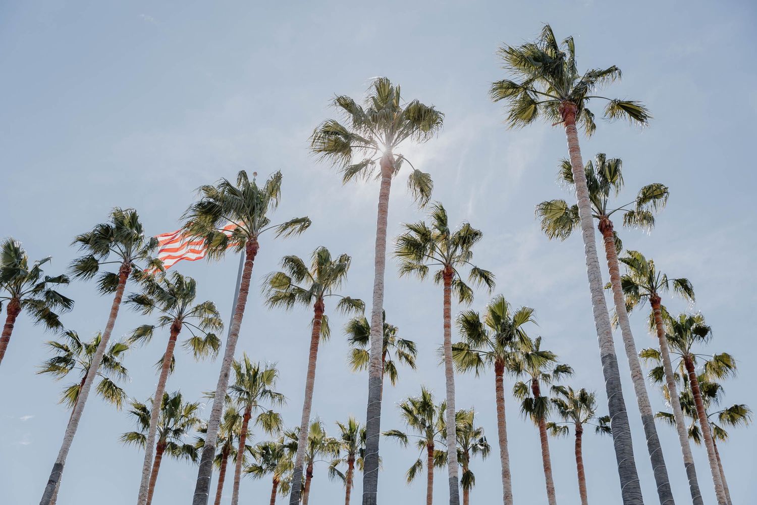 Jack London Square Oakland Portrait Photographer Palm Tree Grove california bay area sunny