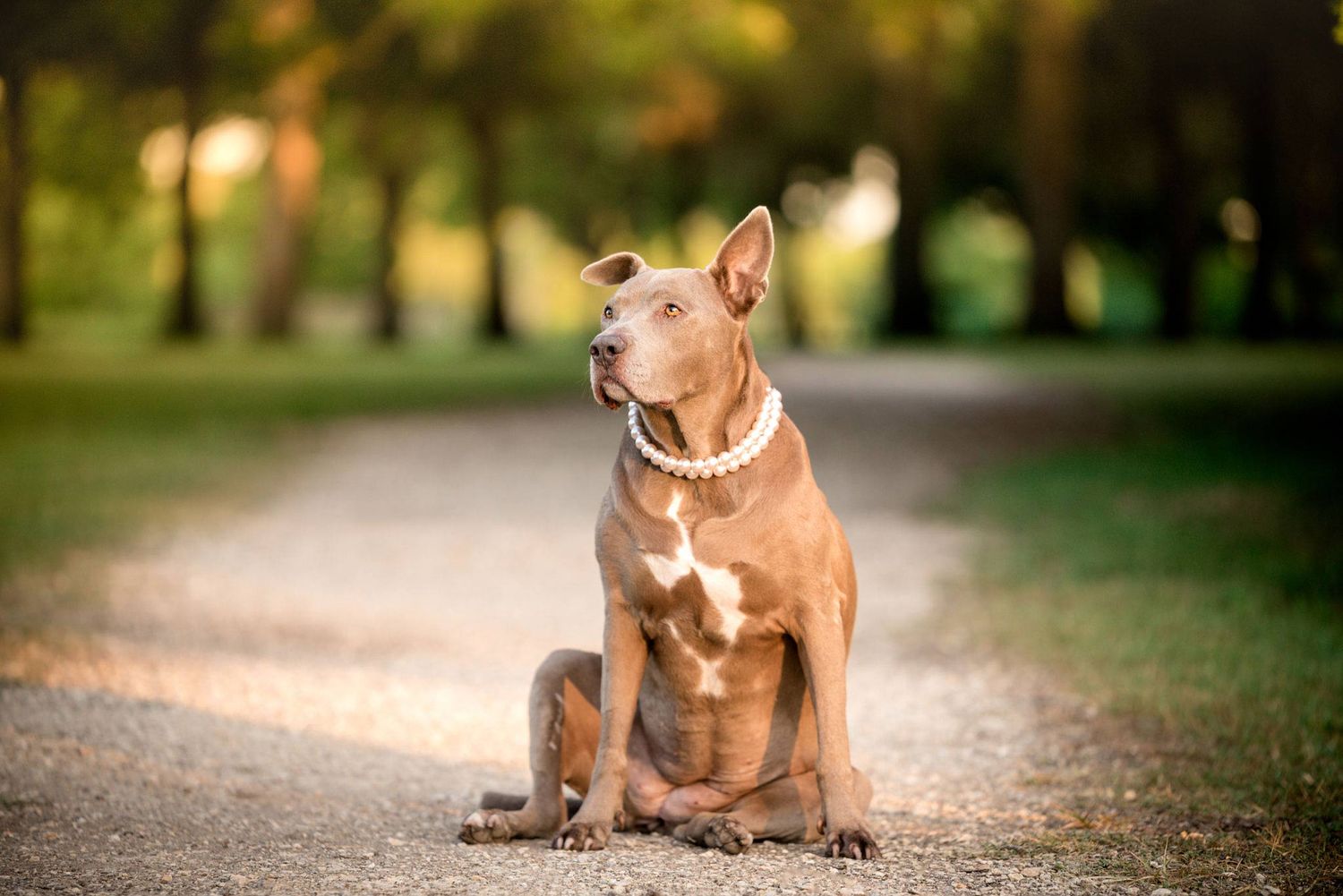 Dog wearing pearls on trail in Brazos Bend State Park