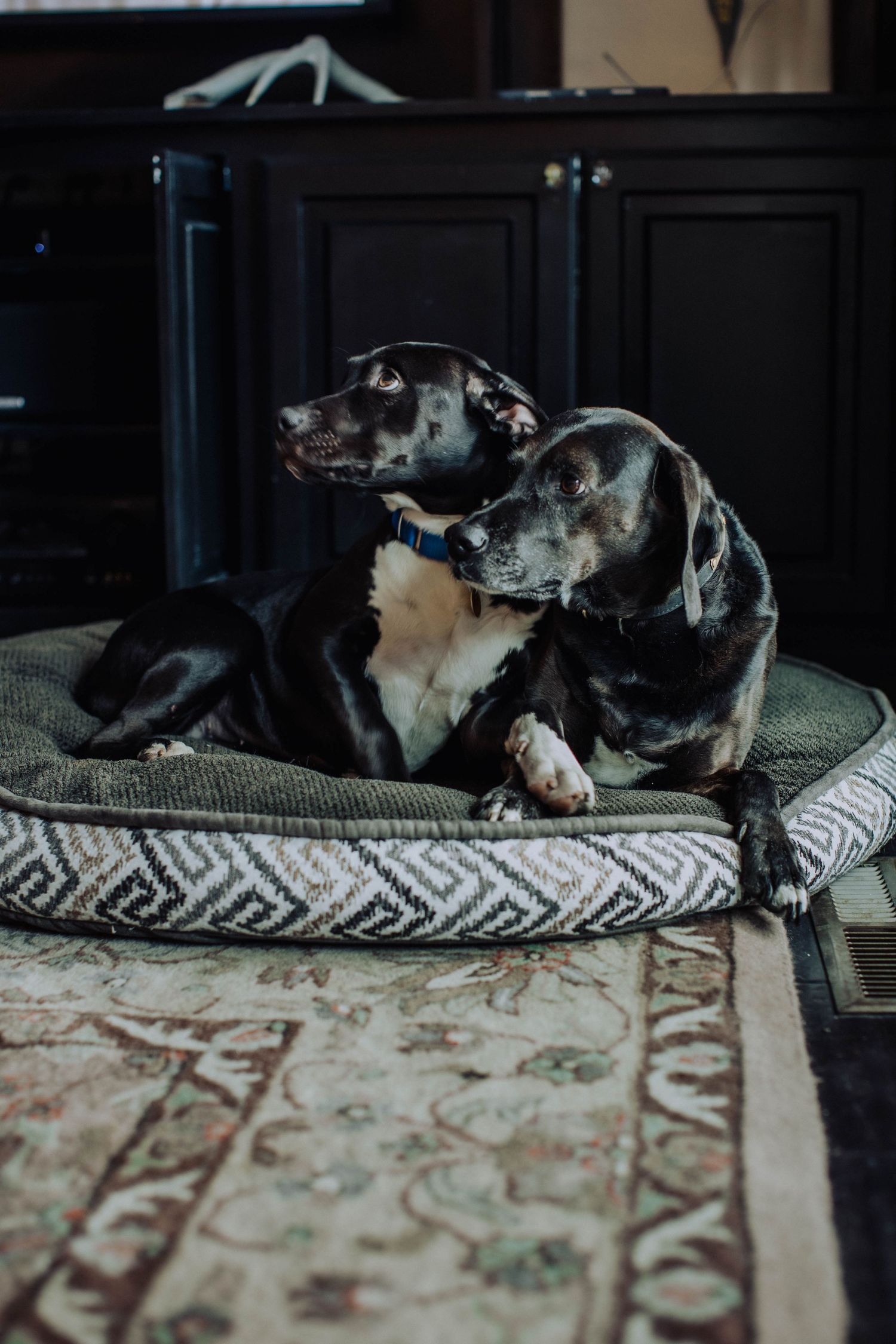 A dog resting on a patterned cushion against a dark background.