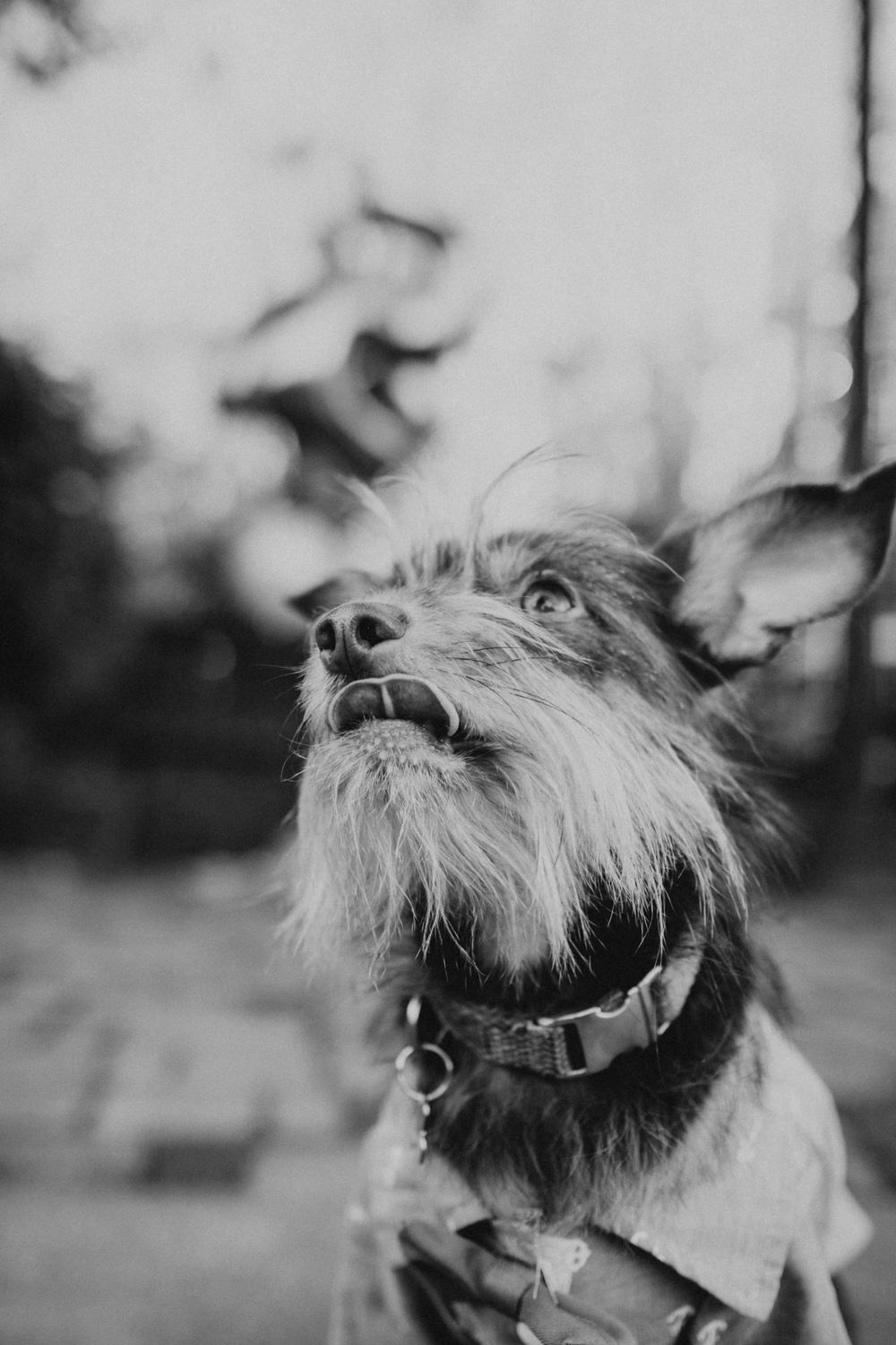 black and white portrait of small terrier dog