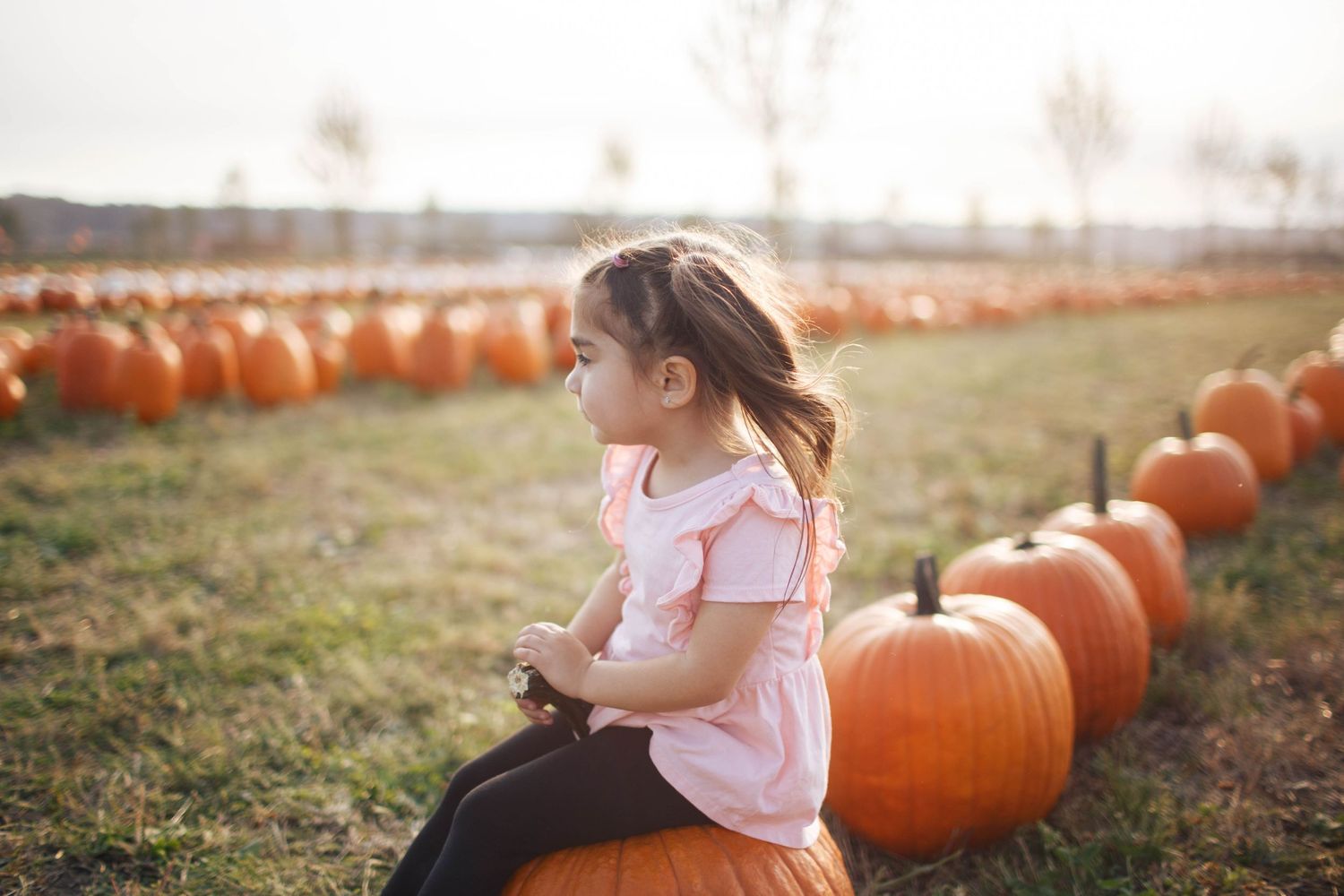 Snohomish family photography: a young girl at the pumpkin patch during the fall festival at Stocker Farms in Snohomish