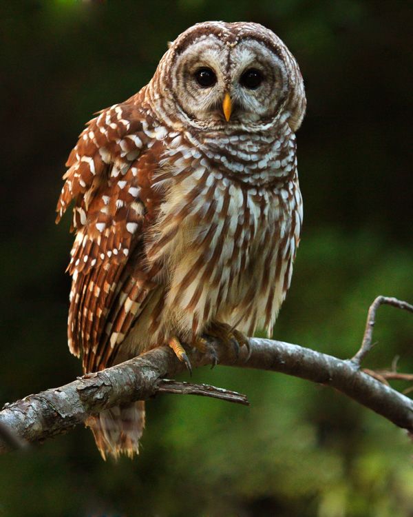 Barred Owl sits on a branch during daylight in Fredericksburg, Virginia along the canal path