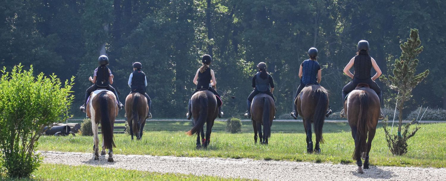 six horses walking away from camera