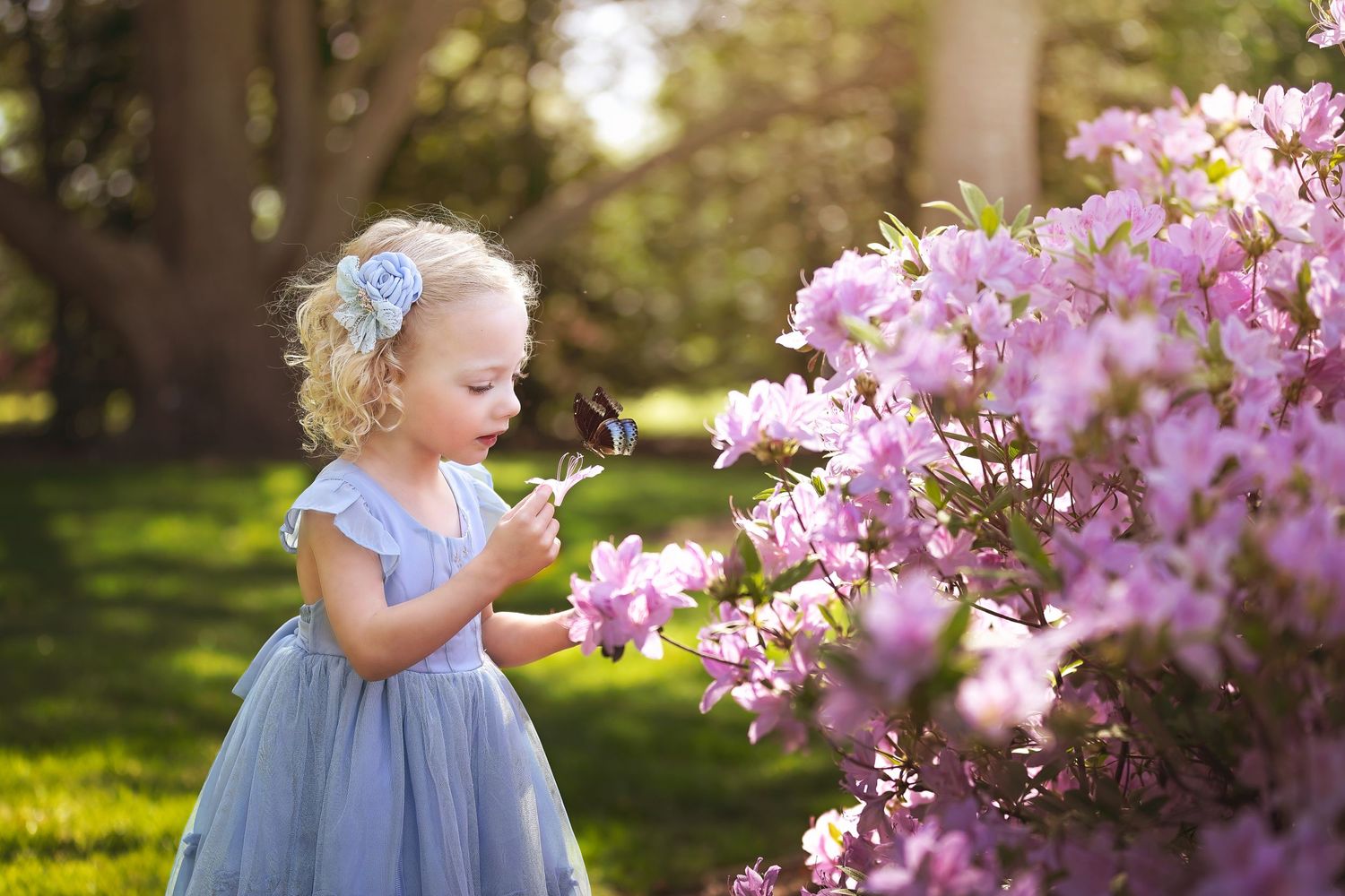 Spring portrait with a child in blue dress admiring blooming pink azalea flowers.