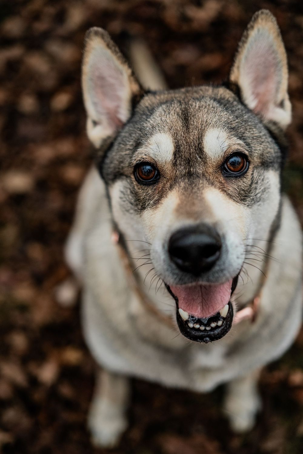 Pet Photography