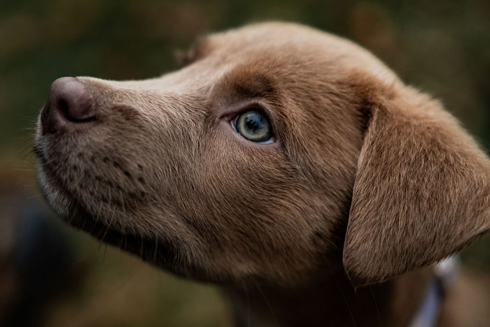 Pet Photography