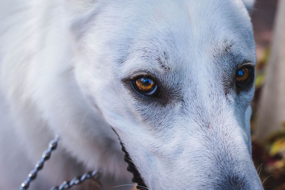 A white German shepherd stares directly into camera, showcasing gorgeous honey-brown eyes