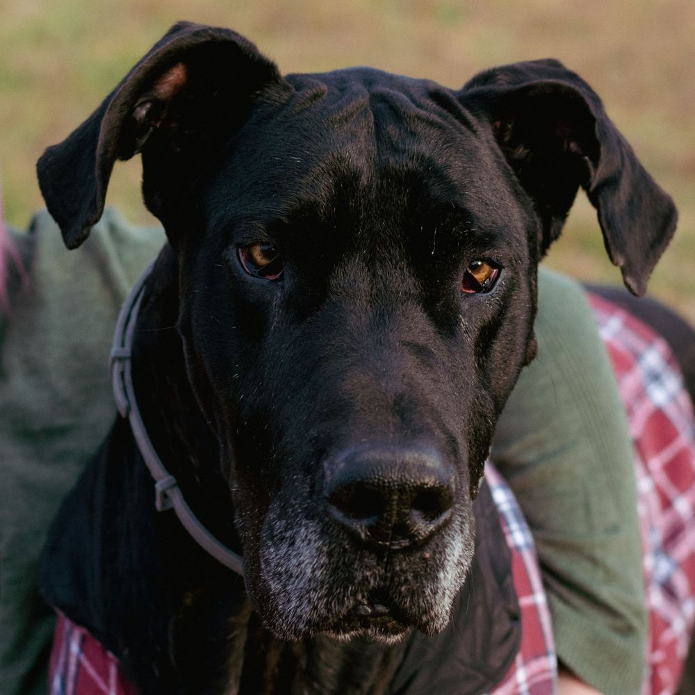 A lovely black dog looks into camera, capturing his deep brown eyes