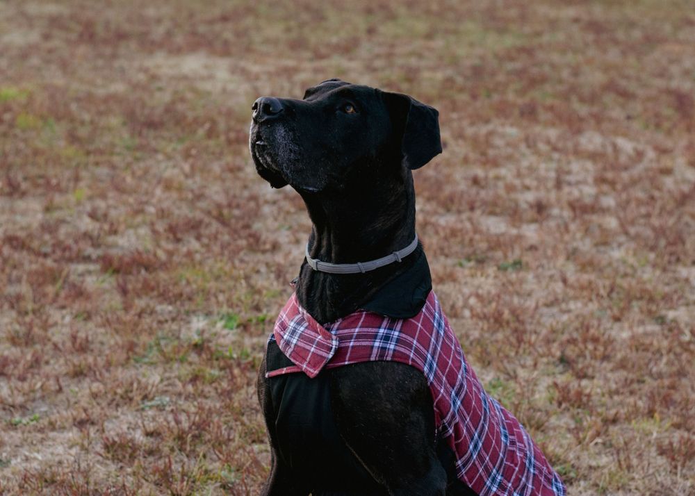 A noble-looking black dog sits resolutely for camera, donning a flannel jumper
