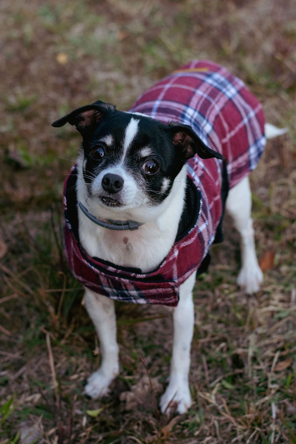 A small dog looks into camera, showcasing his flannel vest