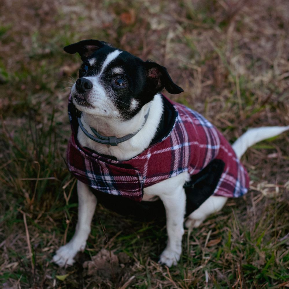 A small terrier dog poses curiously for camera wearing red flannel