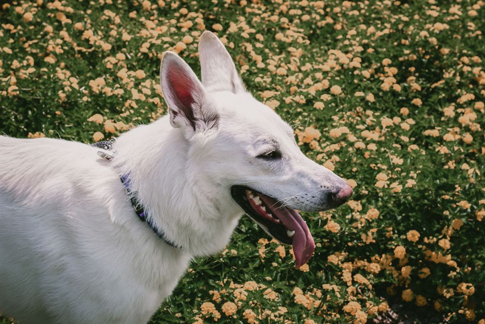 A majestic German shepherd relaxes amongst a field of yellow flowers