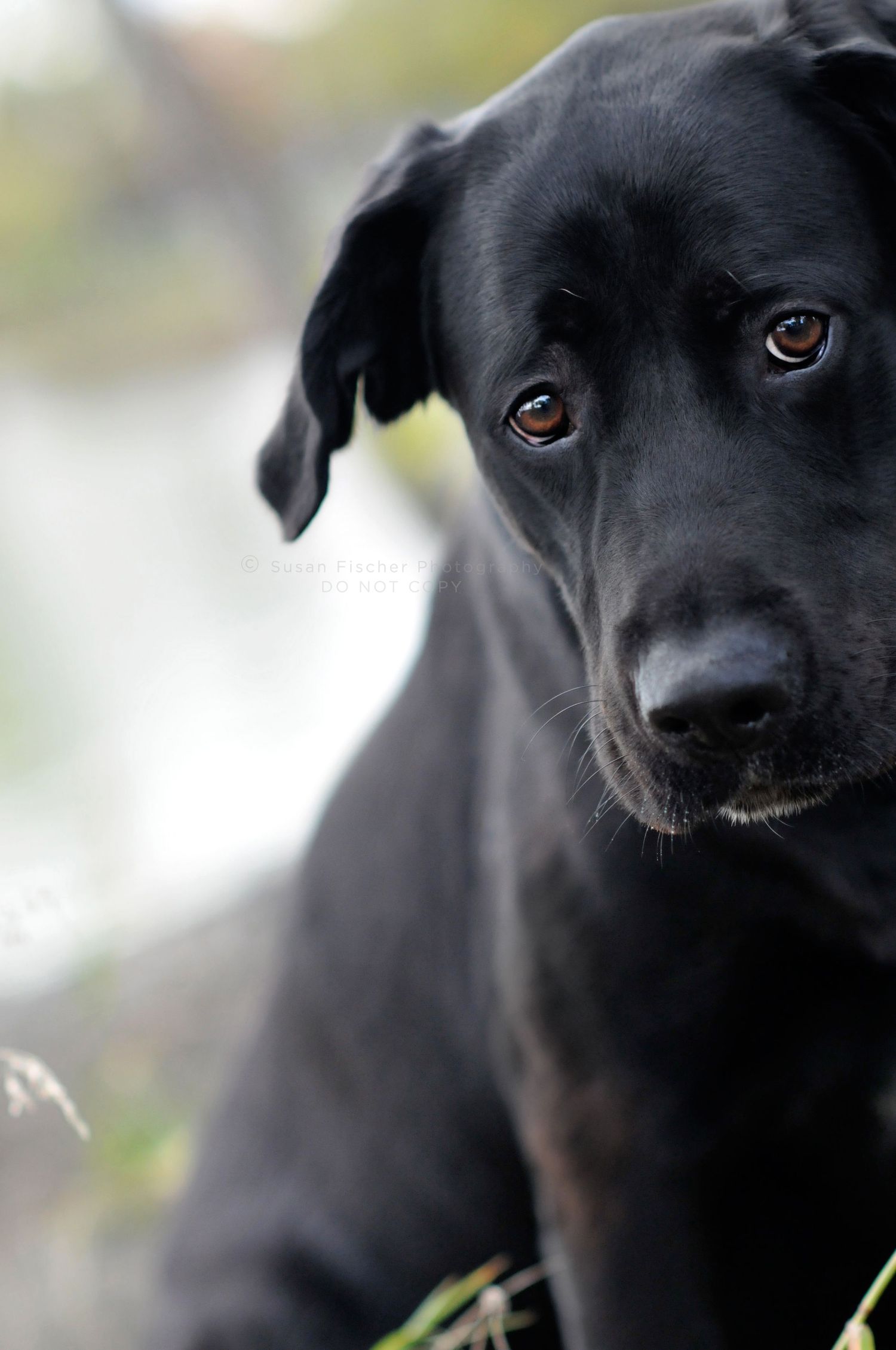 dog, sad dog, black dog, Labrador retriever