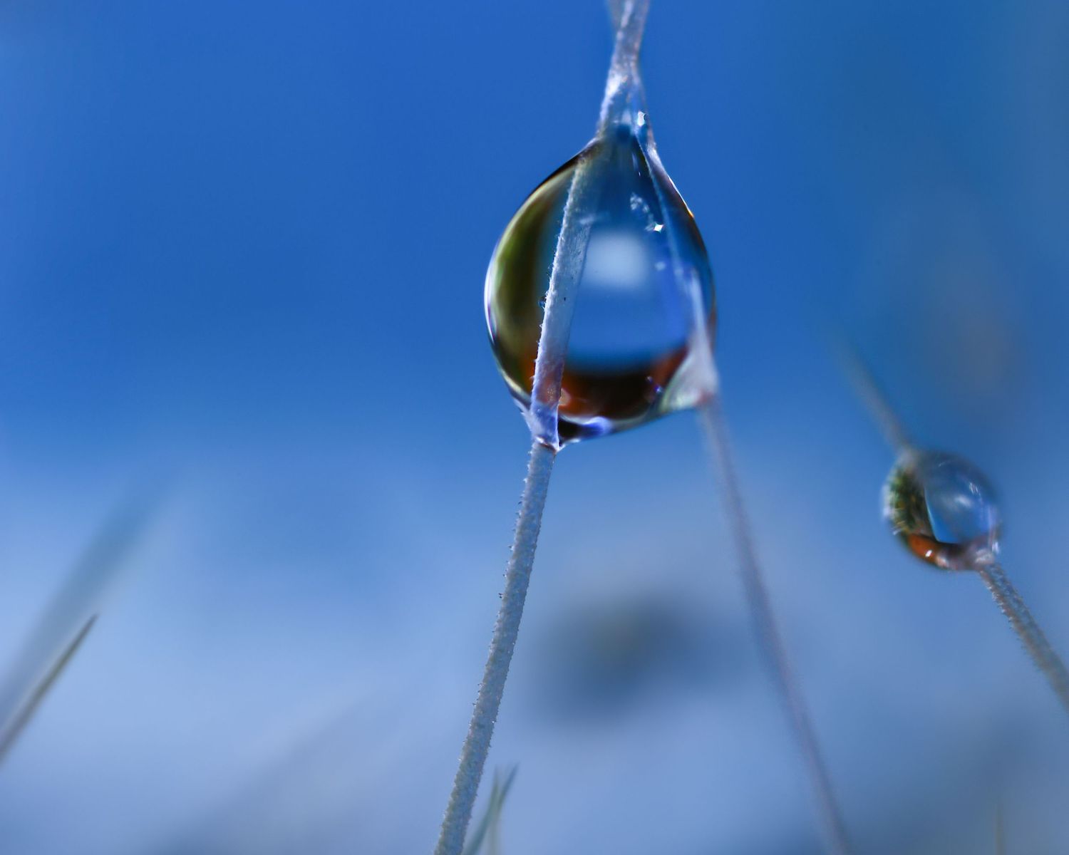 Dragon Papillon Photography - Discovering Hidden Worlds
