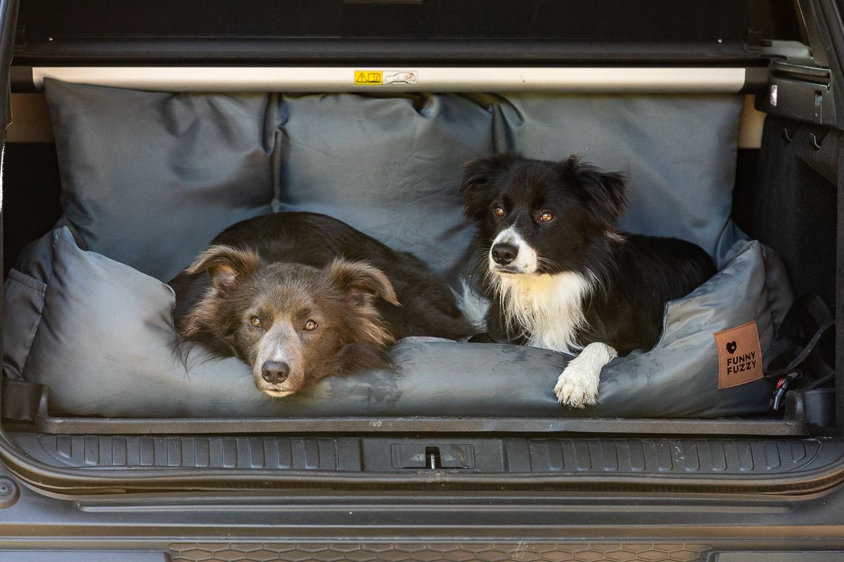 Two Border Collies resting together in the back of a car.