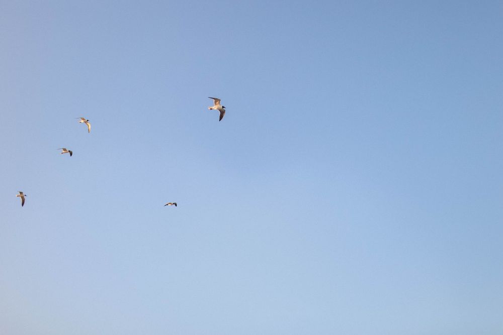 Birds soaring in a clear blue sky over tropical landscape.