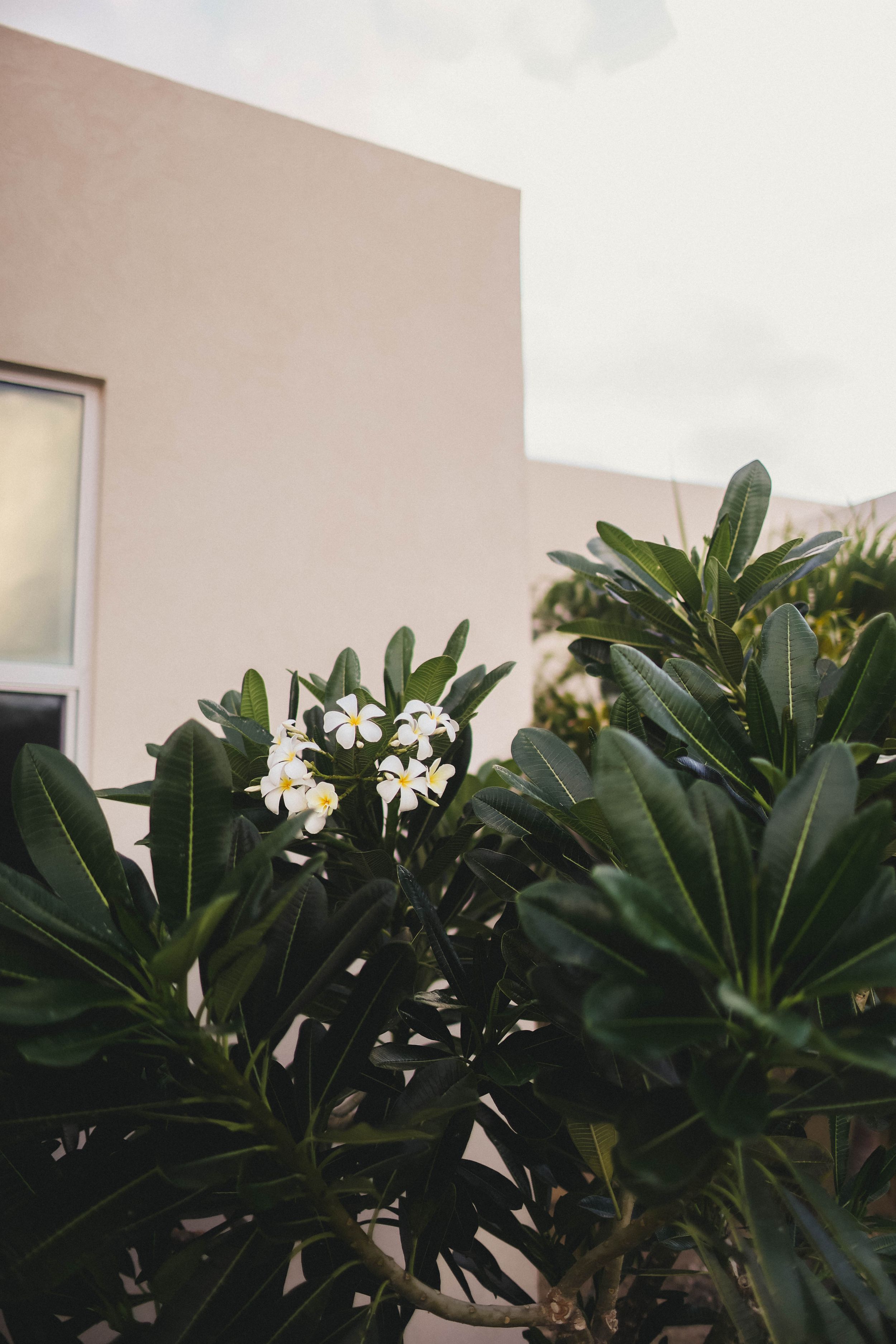 White plumeria flowers bloom against dark green tropical foliage near a beige wall.