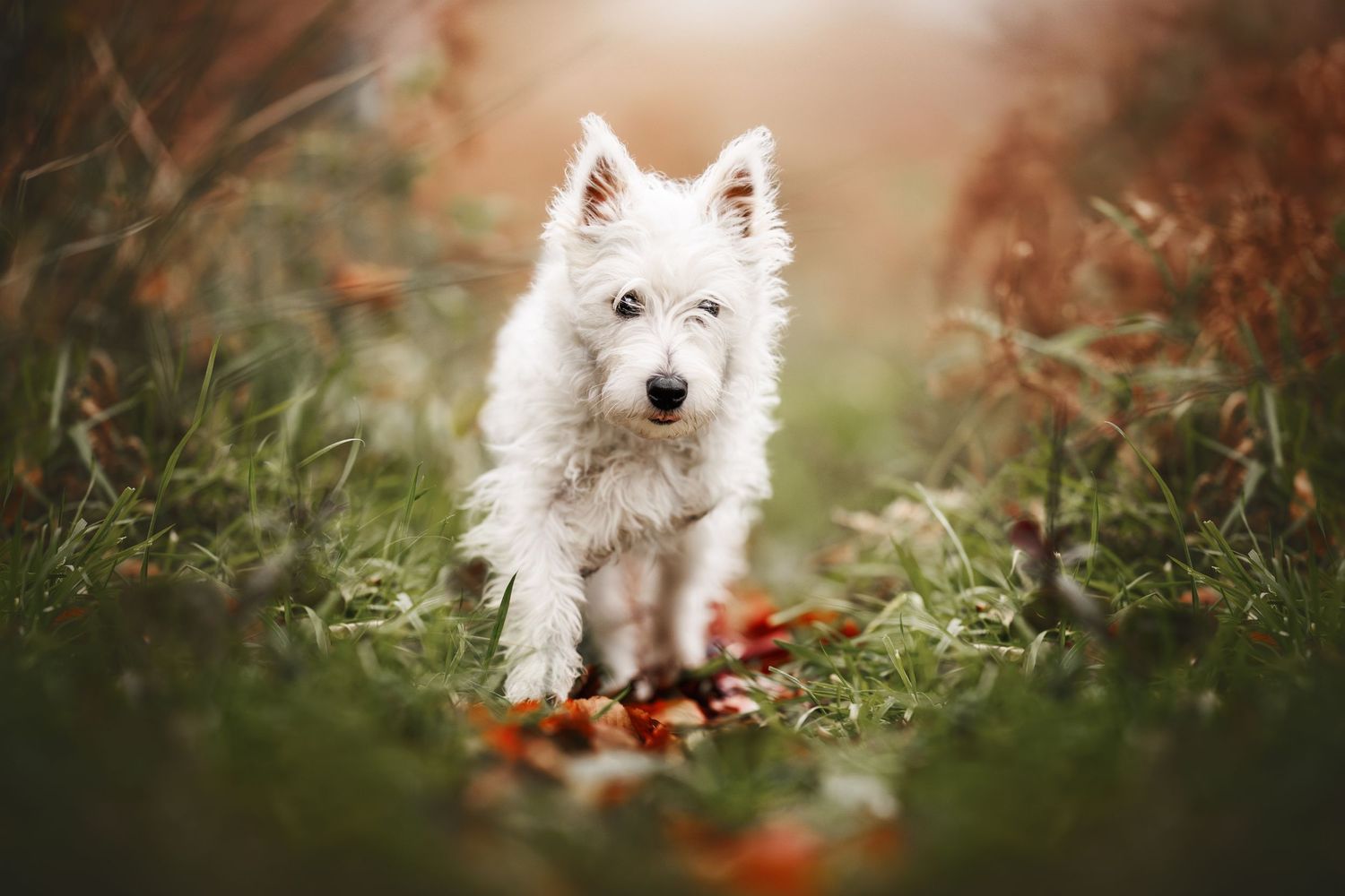 White fluffy dog running through autumn foliage in natural setting.