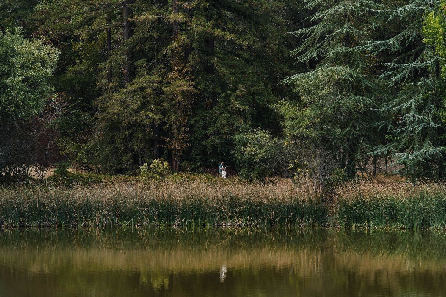 A serene lake scene with evergreen trees and their reflection in still waters at golden hour.