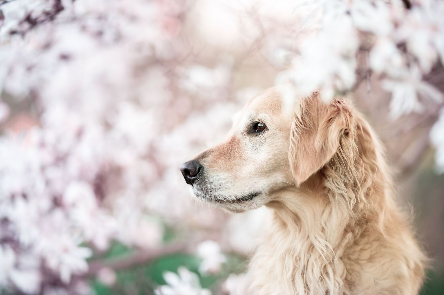 Tierfotografie Hund in Blüten