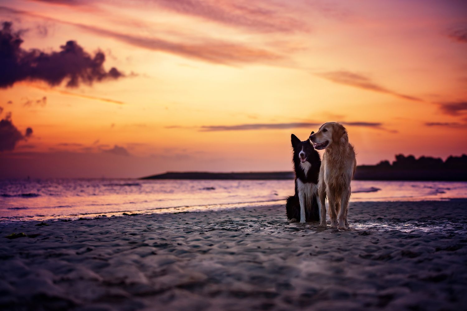 Tierfotografie Hund am Stand bei Sonnenaufgang
