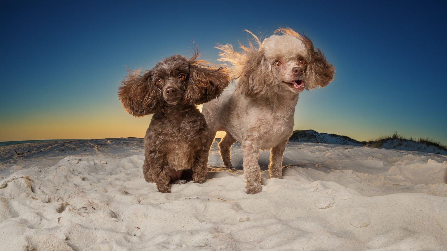 Tierfotografie Hunde am Strand
