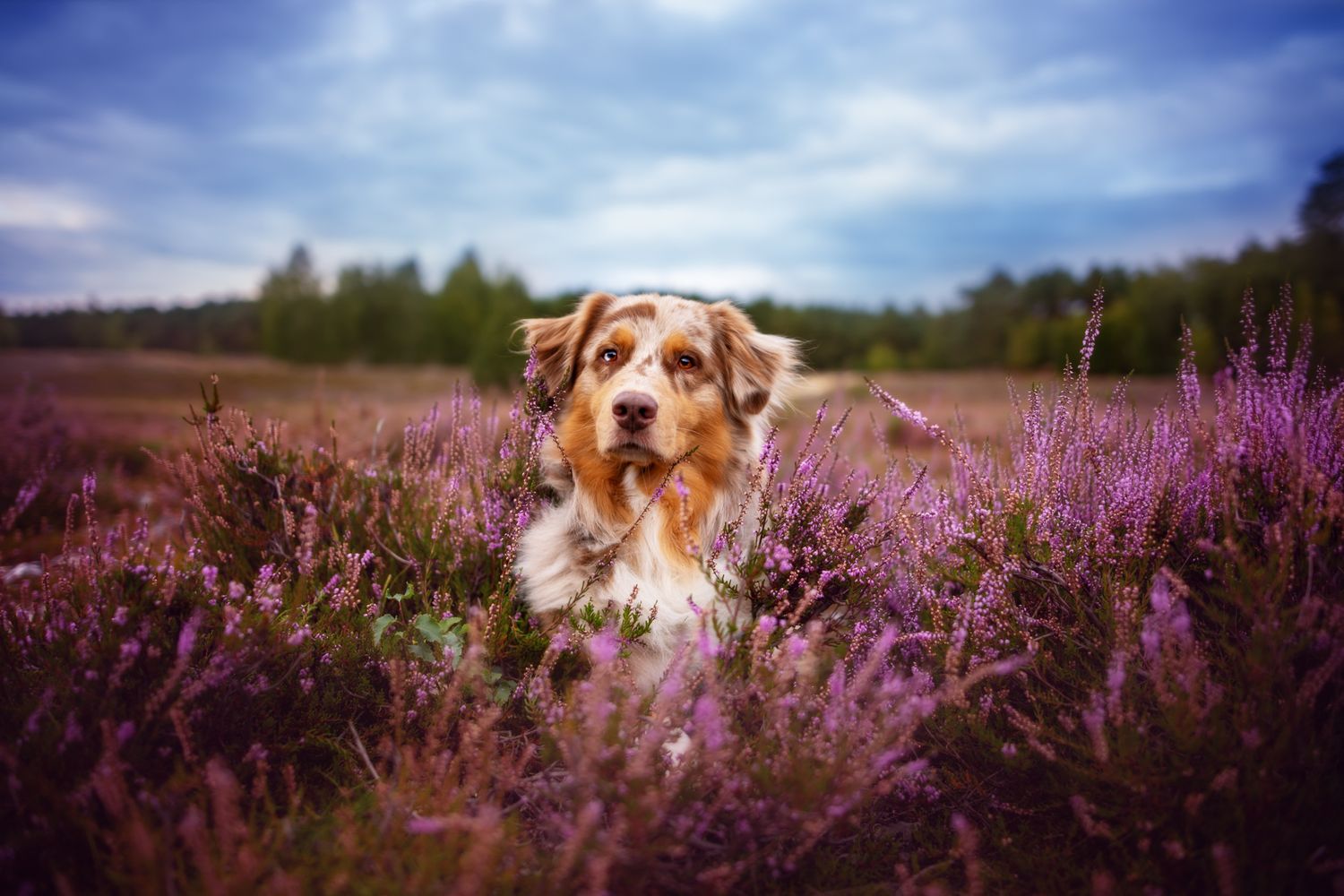 Tierfotografie Hund im Heidekraut